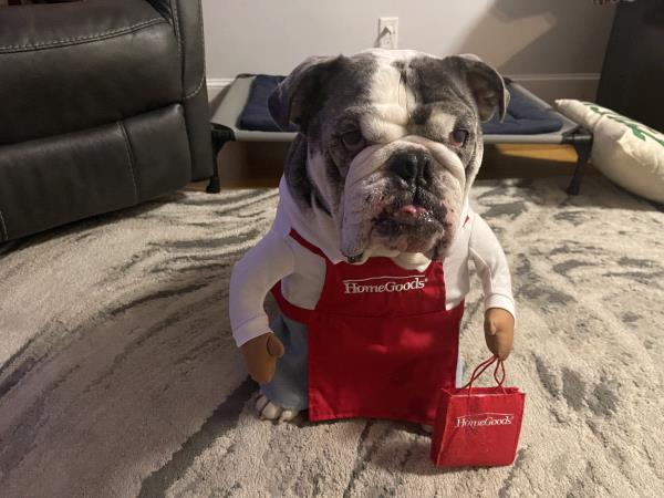 /Images/uploads/Long Island Bulldog Rescue/LIBR-2025-Calendar/entries/32440.jpg